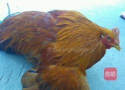 客家黄酒鸡的做法图解1