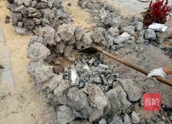 土窑鸡的做法图解2