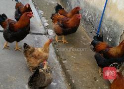 天麻鸡脚汤的做法图解6