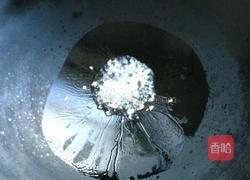 蒜蓉松蒿的做法图解3