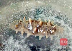 冷盘海参的做法图解2