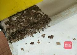 黑森林蛋糕卷的做法图解7