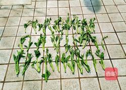 四川冲菜（炒版）的做法图解1