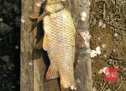 红烧黄金的做法图解1