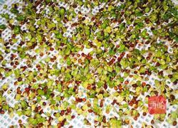 芽苗菜 白萝卜苗的做法图解3