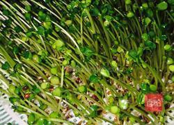 芽苗菜 白萝卜苗的做法图解5