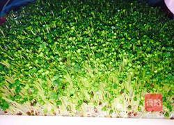 芽苗菜小油菜的做法图解4