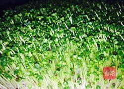 芽苗菜小油菜的做法图解5