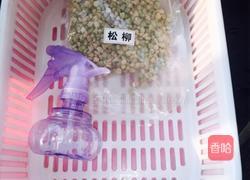 松柳芽苗菜的做法图解1
