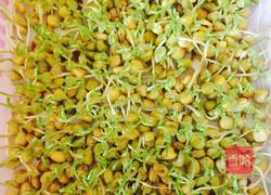 松柳芽苗菜的做法图解4