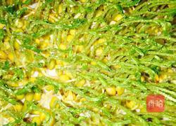 松柳芽苗菜的做法图解5
