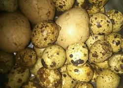 自制卤蛋