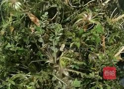 荠菜炒鸡蛋的做法图解1