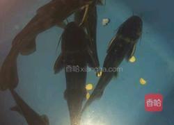 清蒸黄骨鱼的做法图解1