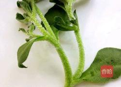 凉拌冰草的做法图解2