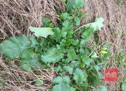 腌制咸菜的做法图解1