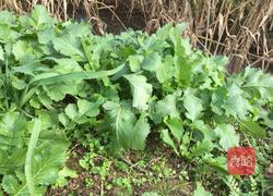 腌制咸菜的做法图解2