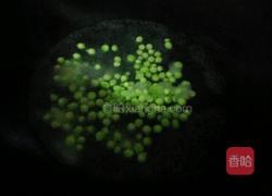 蛋炒粉丝的做法图解5