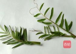 蒸野碗豆苗的做法图解1