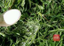 蒸野碗豆苗的做法图解6