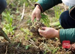 酸甜野葱的做法图解2