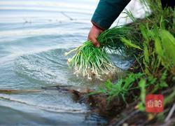 酸甜野葱的做法图解4