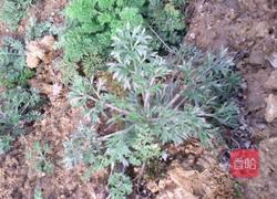 粉蒸清香白蒿的做法图解1