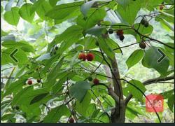 蒸毛毛虫的做法图解1