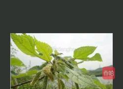 蒸毛毛虫的做法图解2