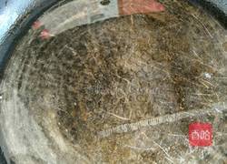 酱爆圆葱鸡蛋的做法图解4