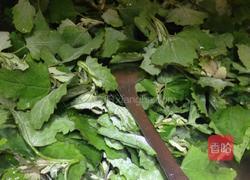 蒜蓉灰灰菜的做法图解7