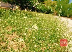 荠菜馅饼的做法图解1