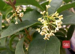 糖桂花的做法图解1