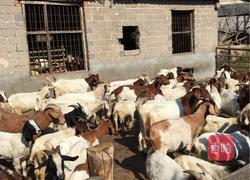 麻辣羊肉的做法图解1