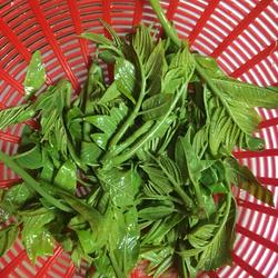 香椿烙饼的做法[图]