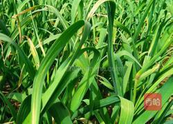 酸辣凉拌蒜薹的做法图解1