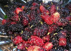 桑椹酱的做法图解2