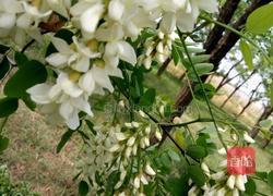 鲜花莽的做法图解1