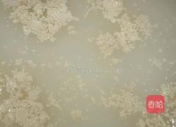 香枣烤馍的做法图解4