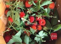 山莓之恋的做法图解7