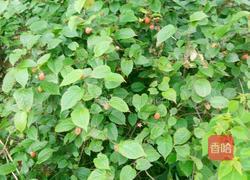 树莓酱的做法图解1