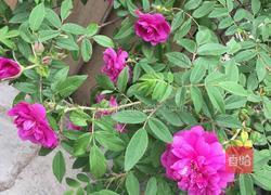 自制玫瑰花酱 美容养颜的做法图解6