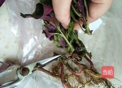 蒜香红苋菜的做法图解1