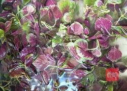 蒜香红苋菜的做法图解2