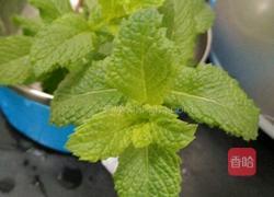 薄荷鸡汤的做法图解2