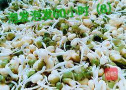 绿豆芽（自己泡发最健康）的做法图解11