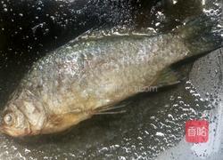 鲫鱼汤的做法图解5