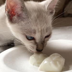 羊奶冻 猫咪零食