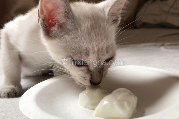 羊奶冻 猫咪零食