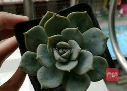 芒果蛋挞饼的做法图解14